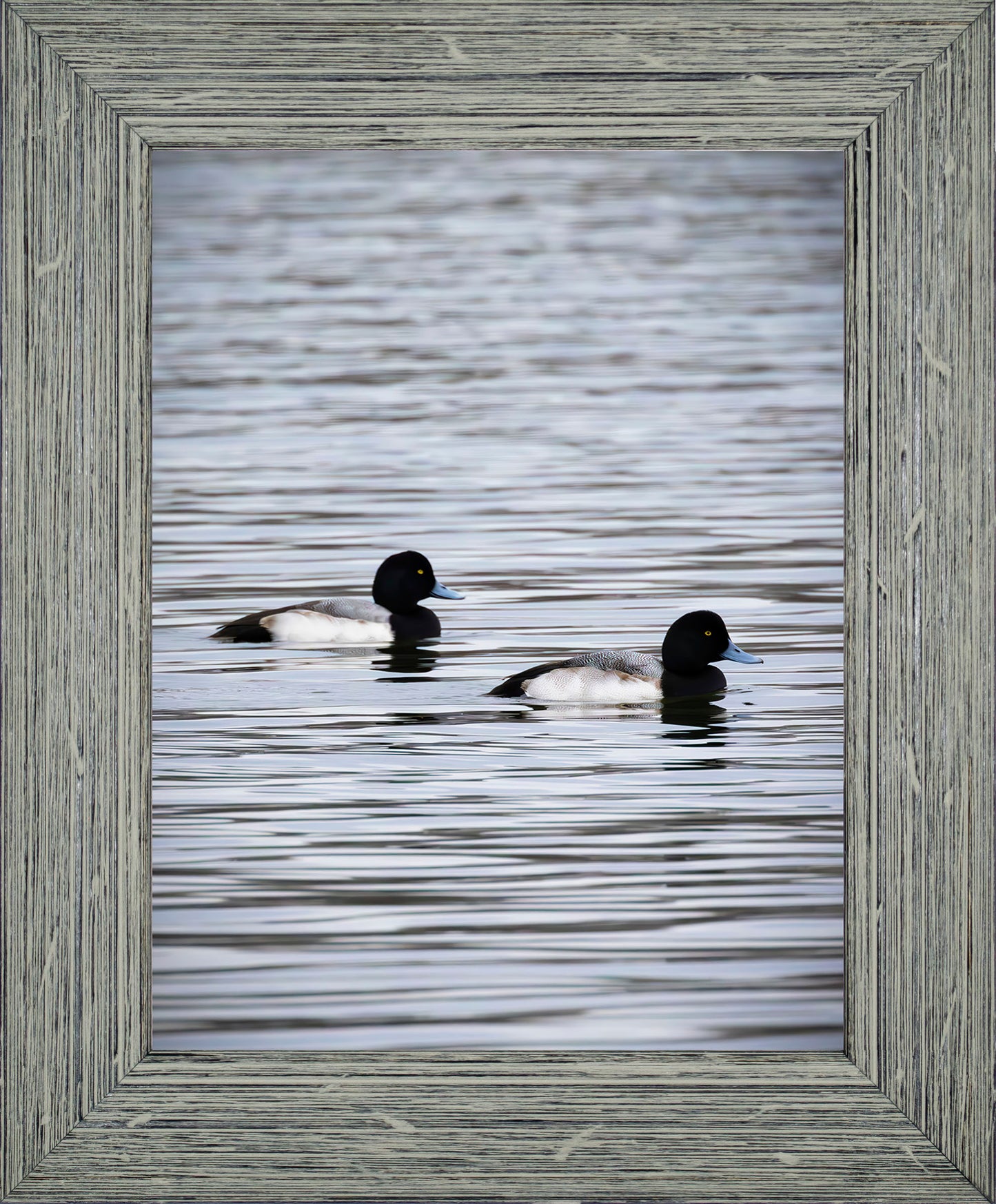 Pair of Blue Bill Drakes #2