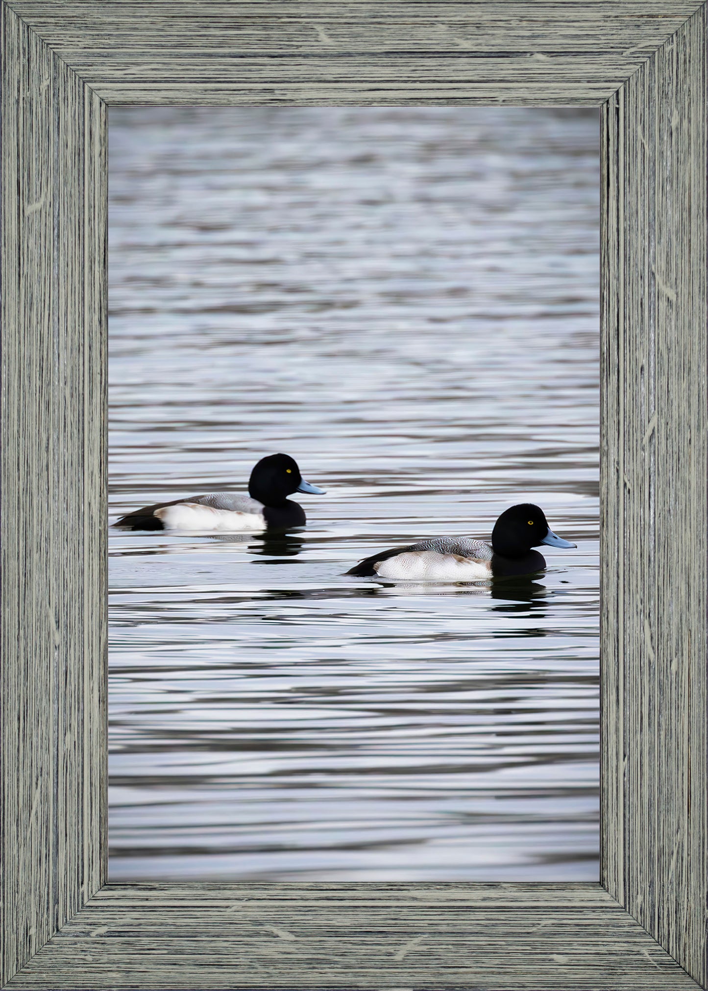 Pair of Blue Bill Drakes #2