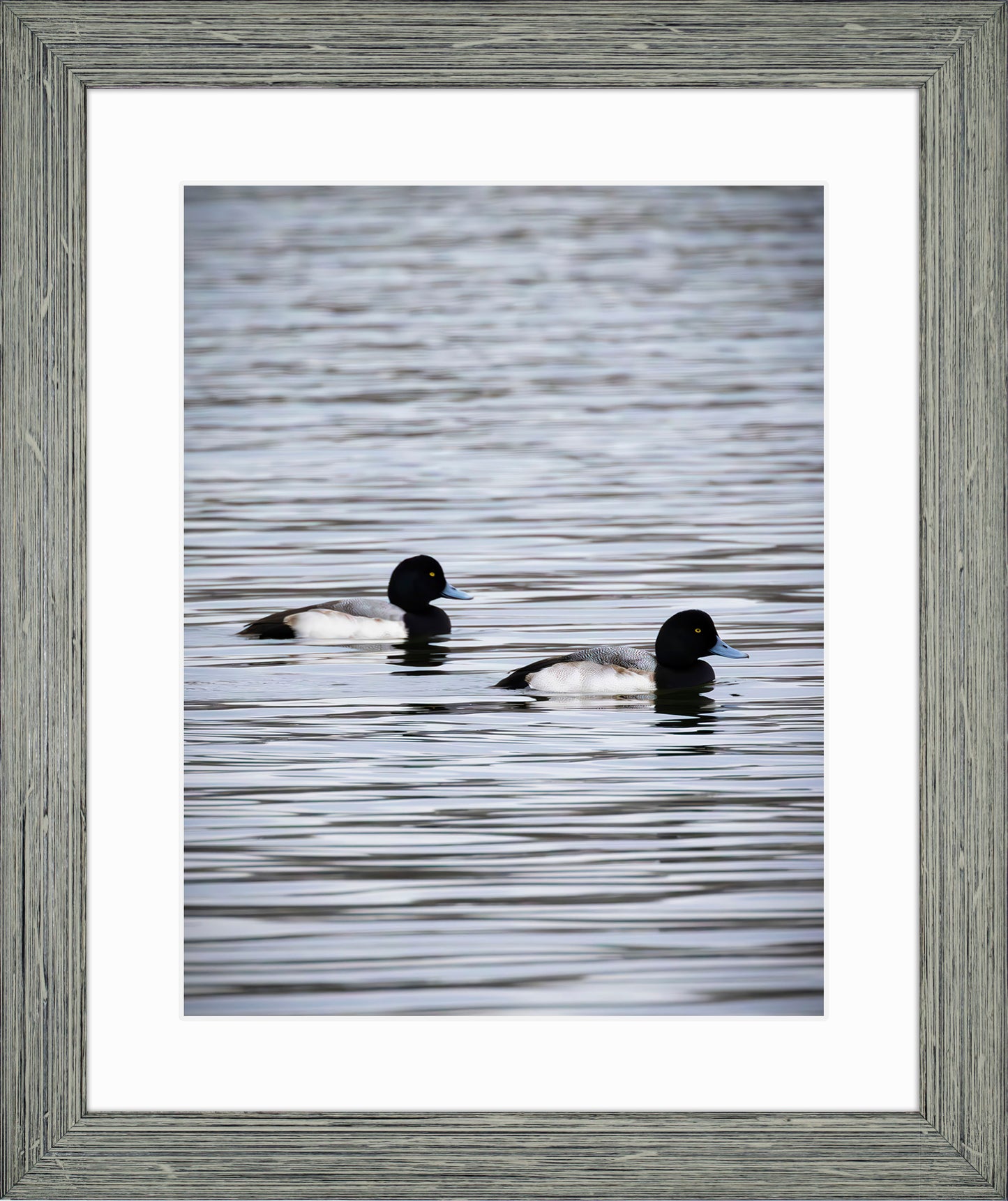 Pair of Blue Bill Drakes #2