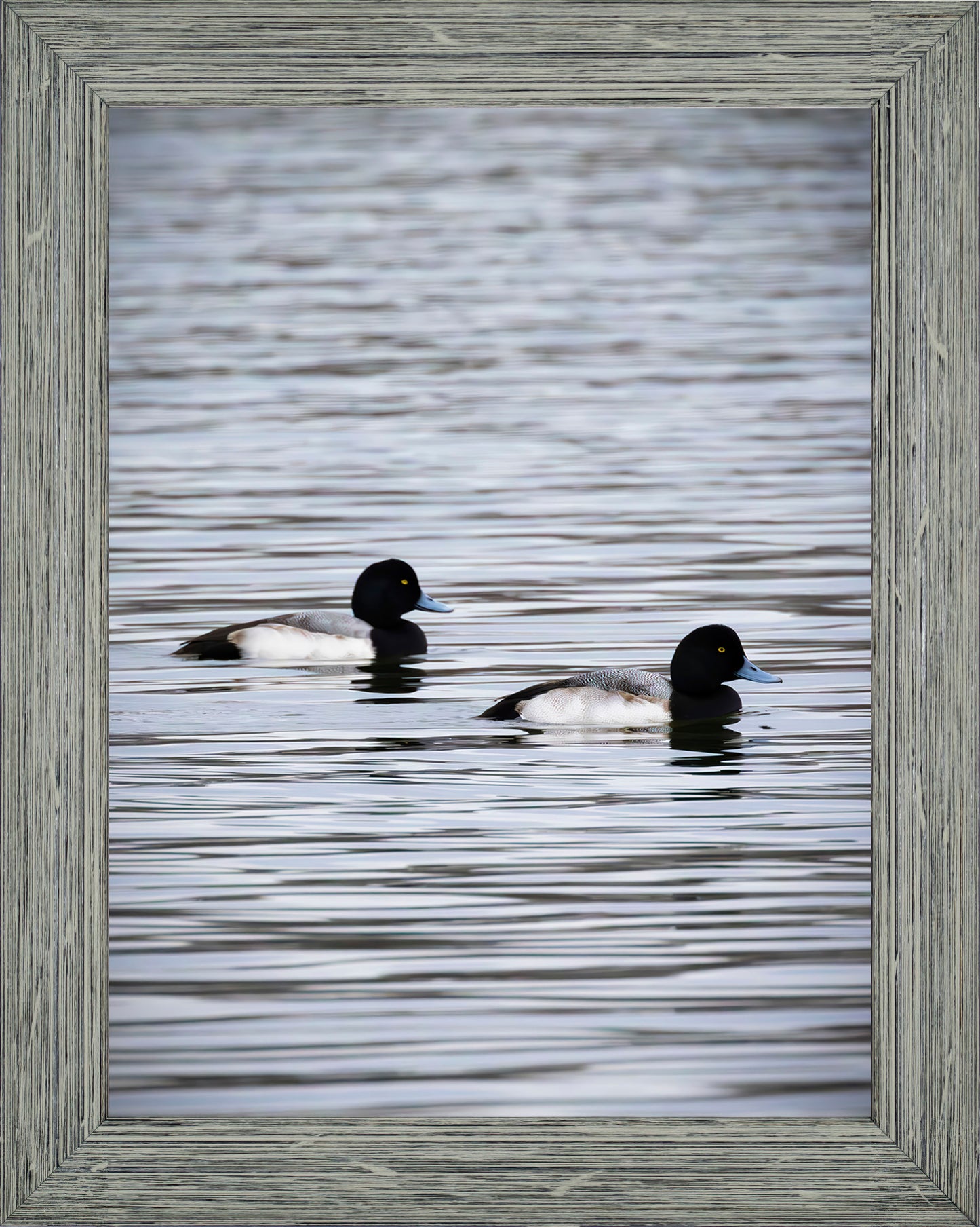 Pair of Blue Bill Drakes #2