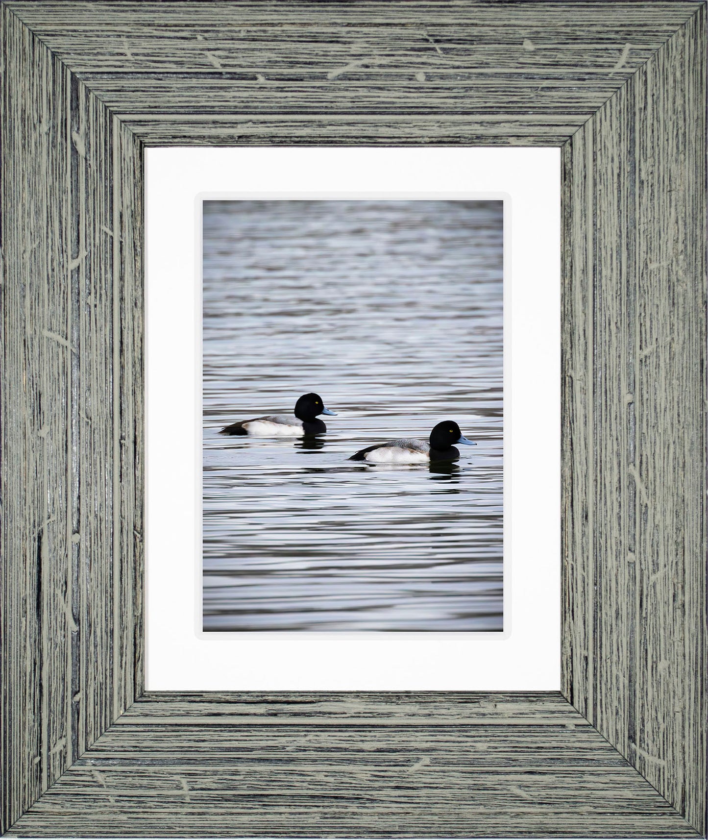 Pair of Blue Bill Drakes #2