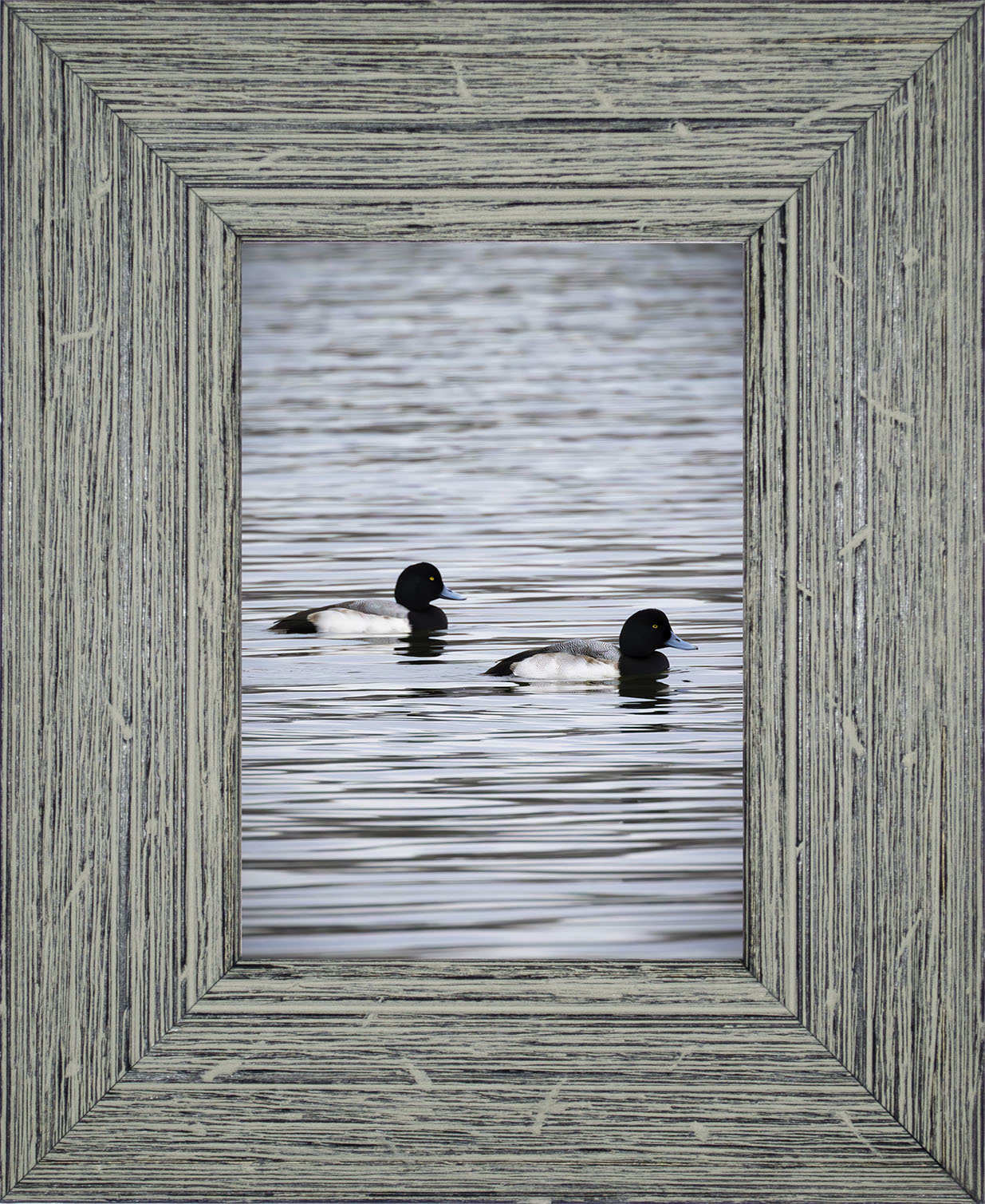 Pair of Blue Bill Drakes #2