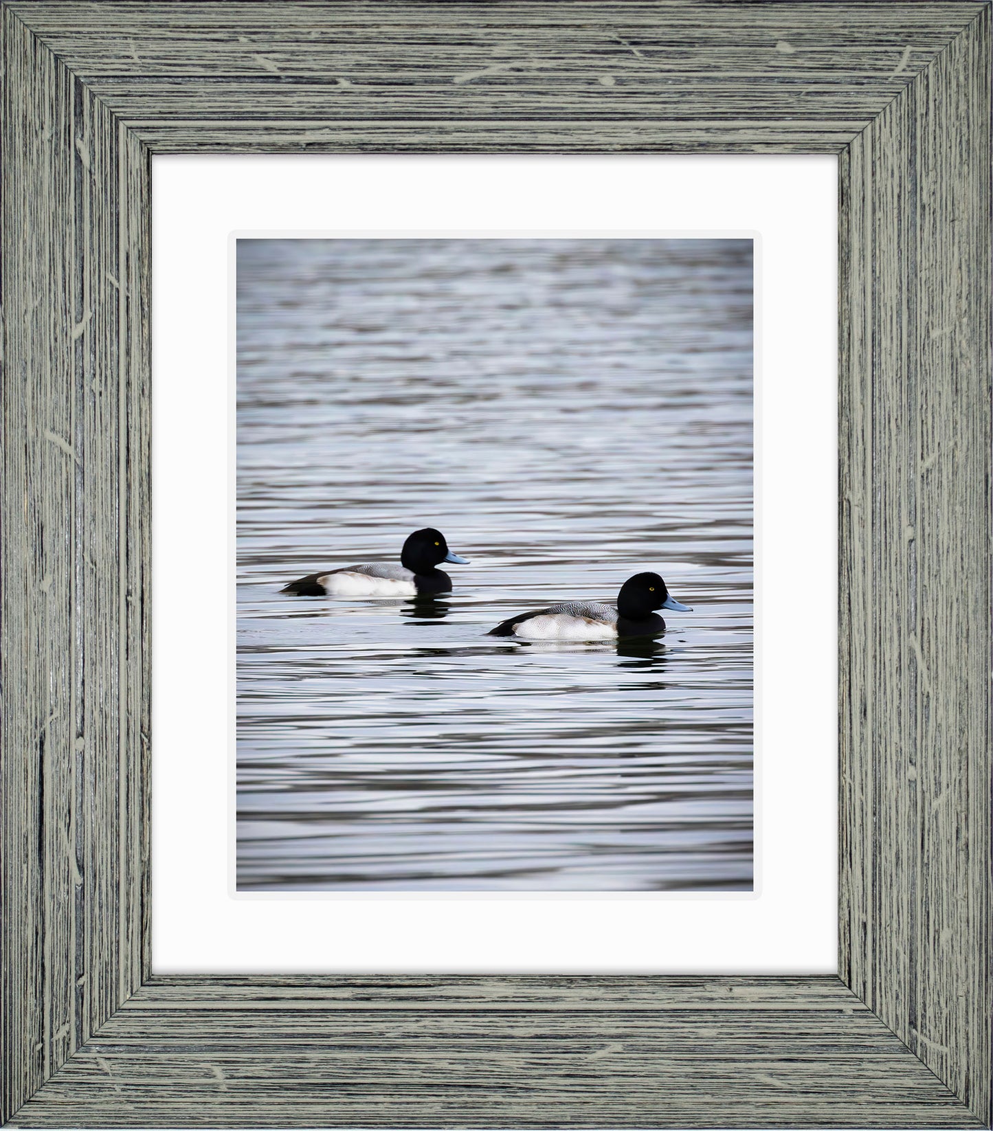 Pair of Blue Bill Drakes #2