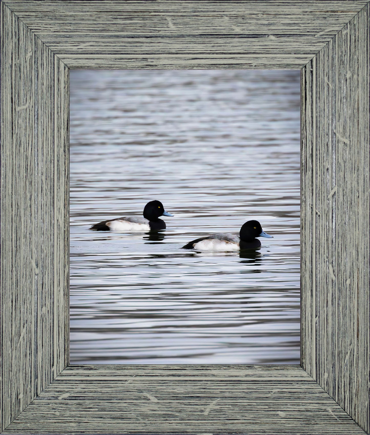 Pair of Blue Bill Drakes #2