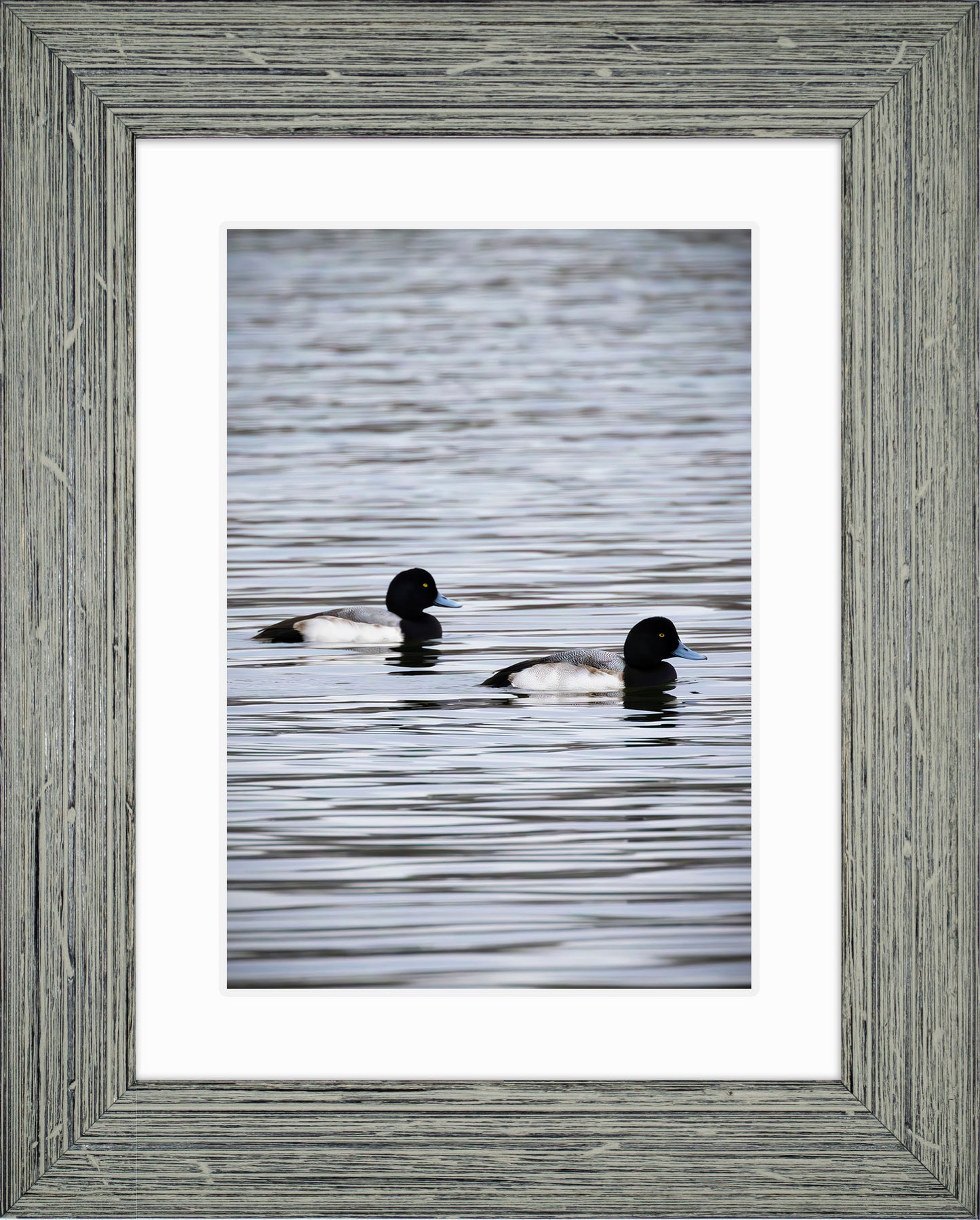 Pair of Blue Bill Drakes #2