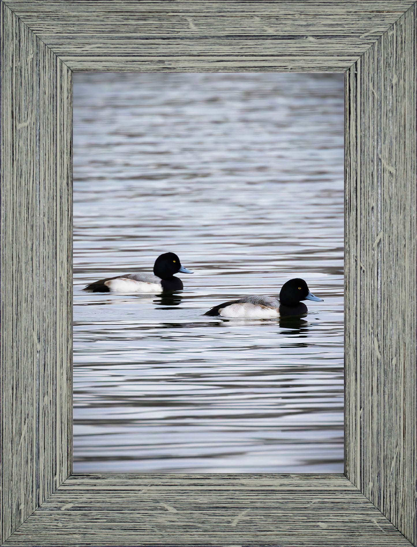 Pair of Blue Bill Drakes #2