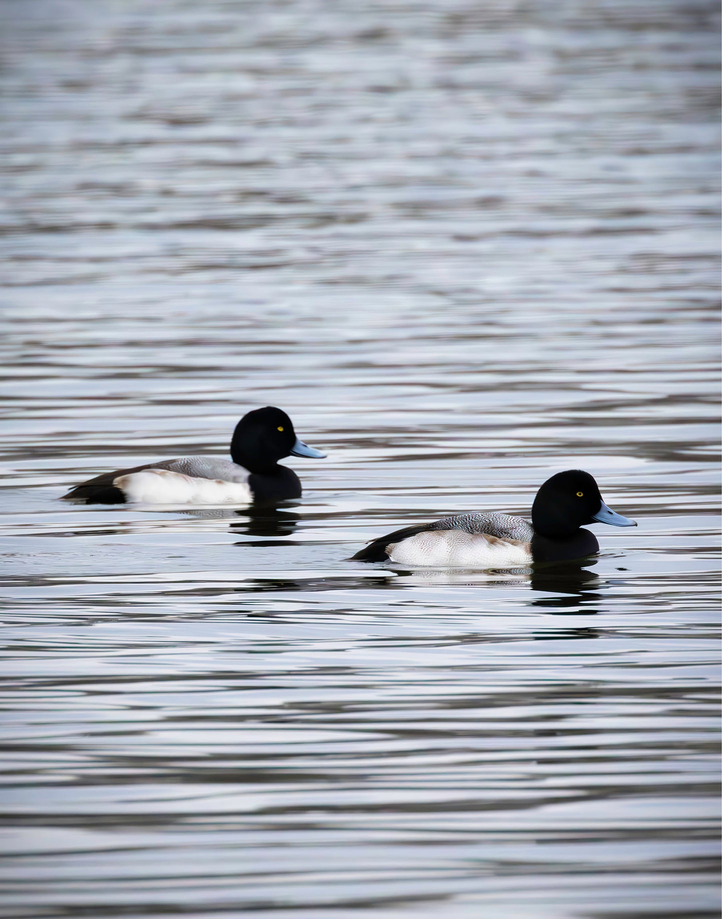 Pair of Blue Bill Drakes #2