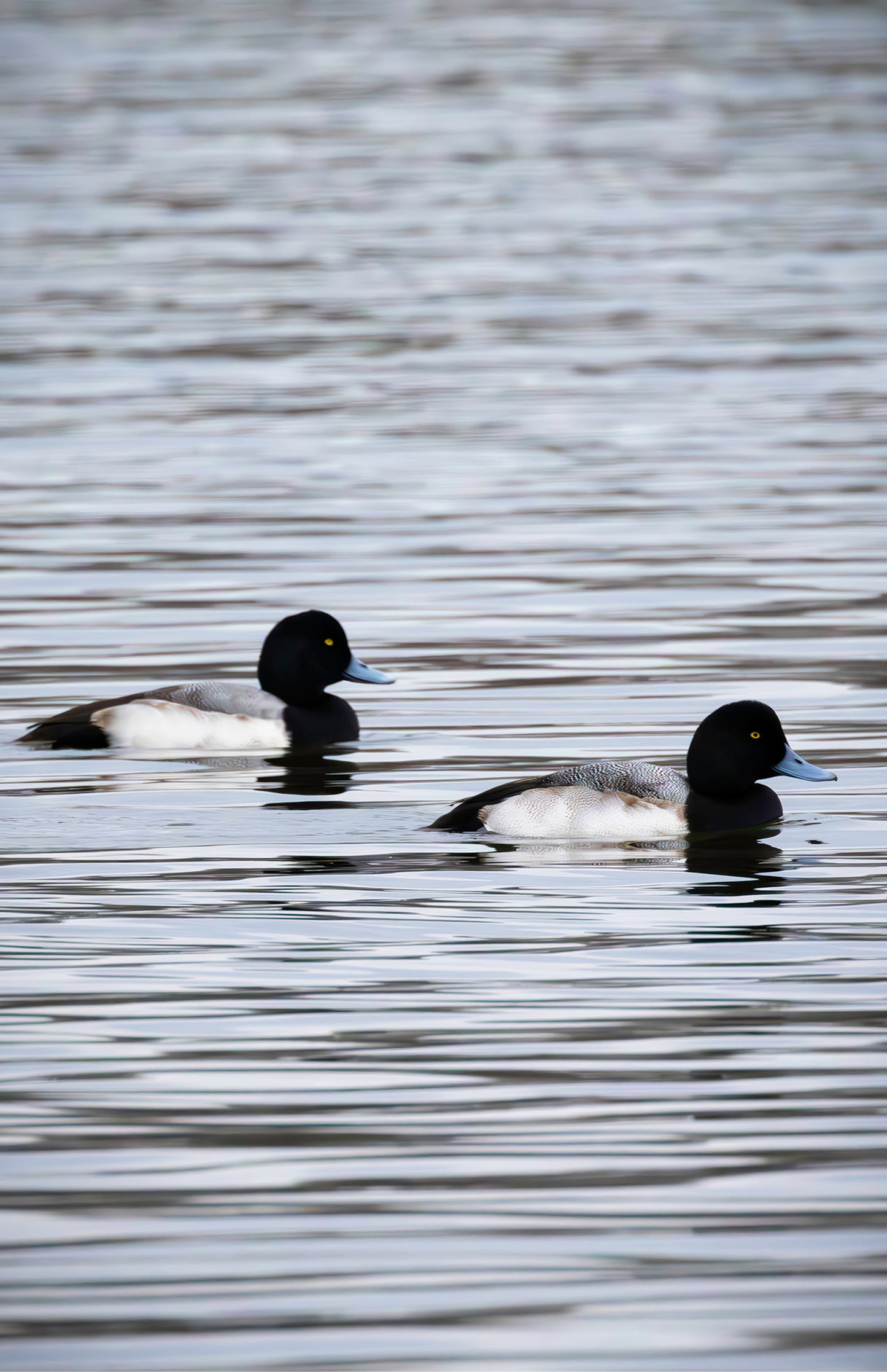Pair of Blue Bill Drakes #2