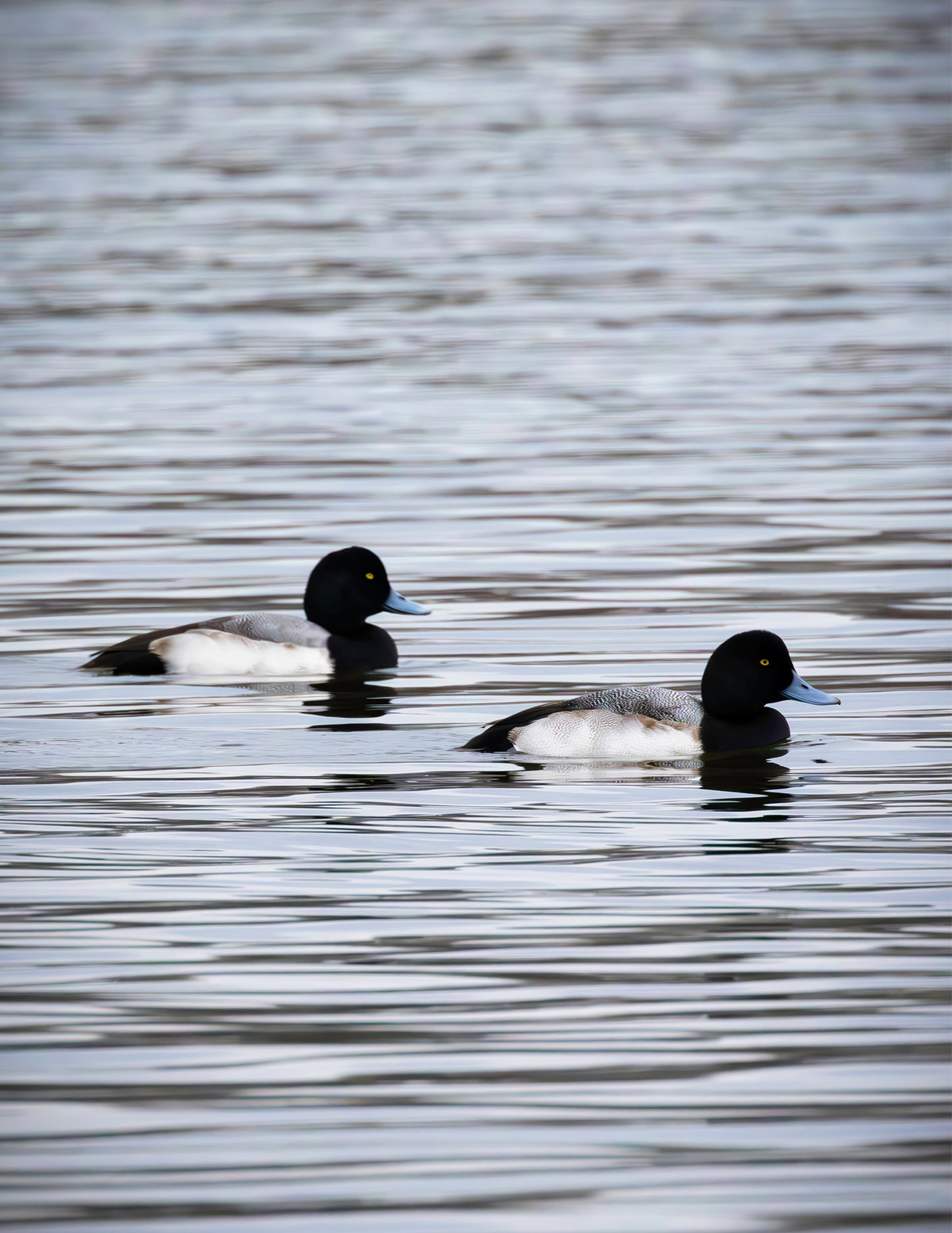 Pair of Blue Bill Drakes #2