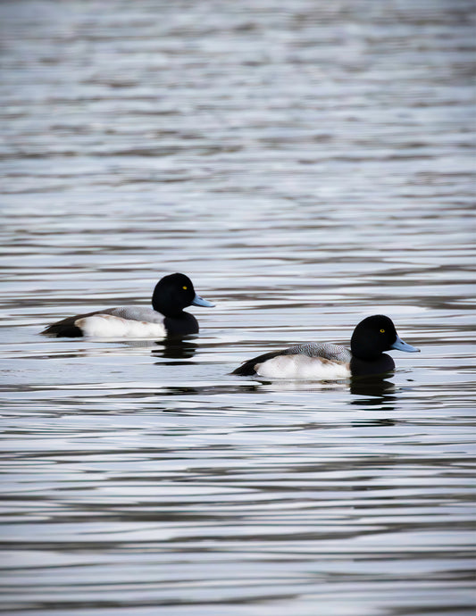 Pair of Blue Bill Drakes #2 -- HD Metal