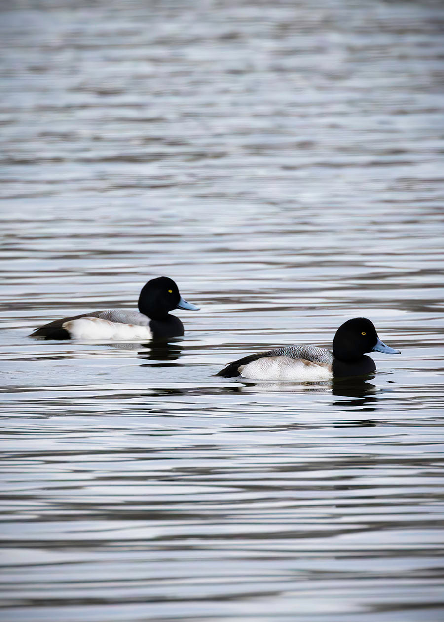Pair of Blue Bill Drakes #2