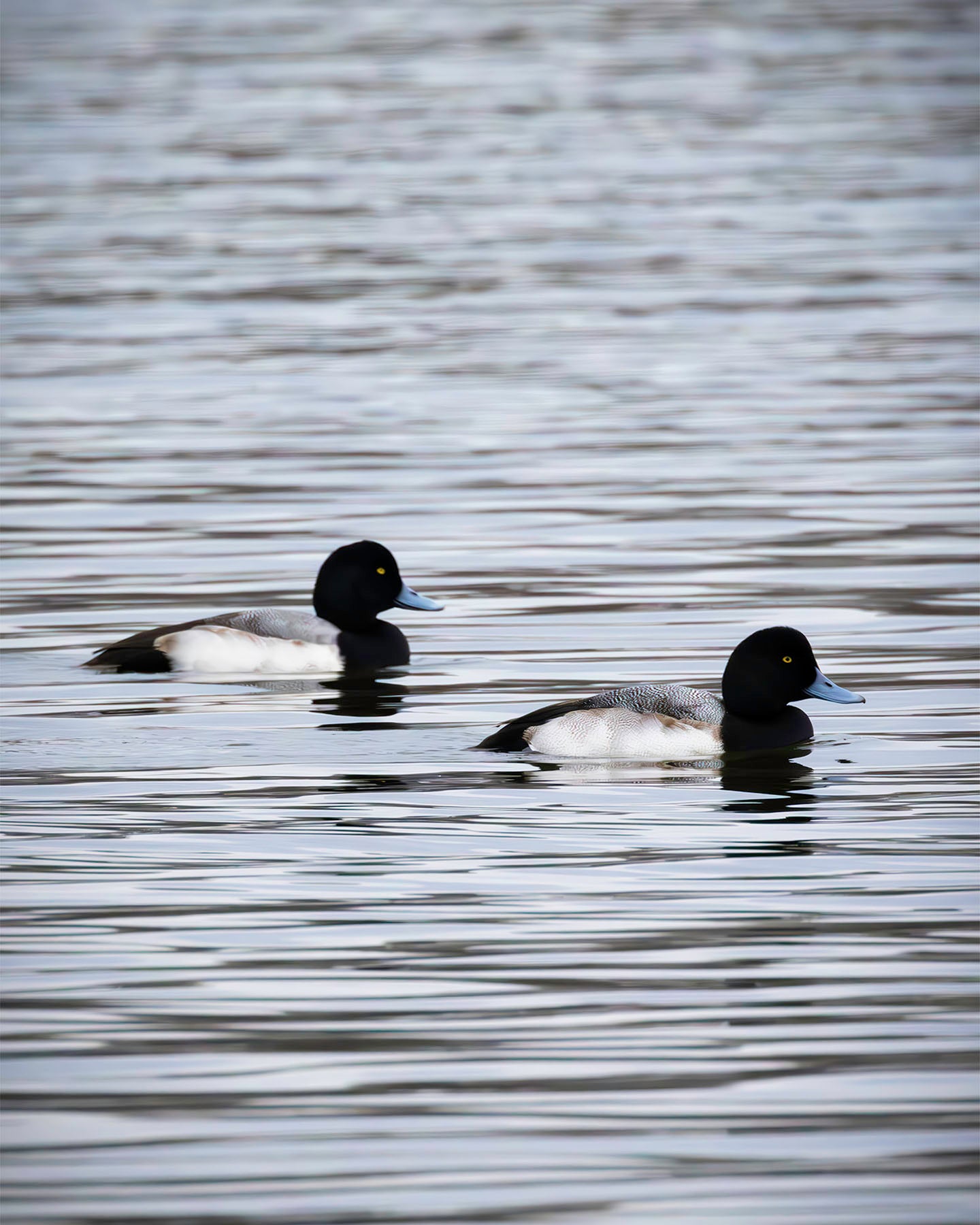 Pair of Blue Bill Drakes #2