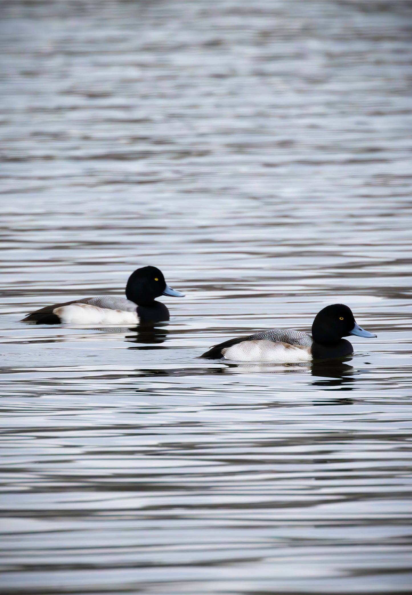 Pair of Blue Bill Drakes #2