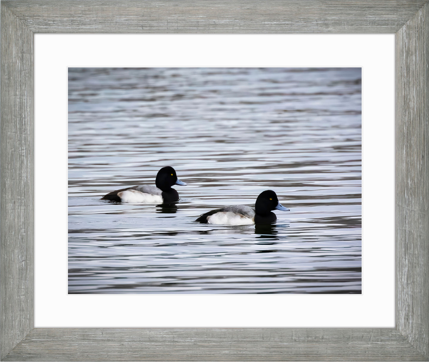 Pair of Blue Bill Drakes #3