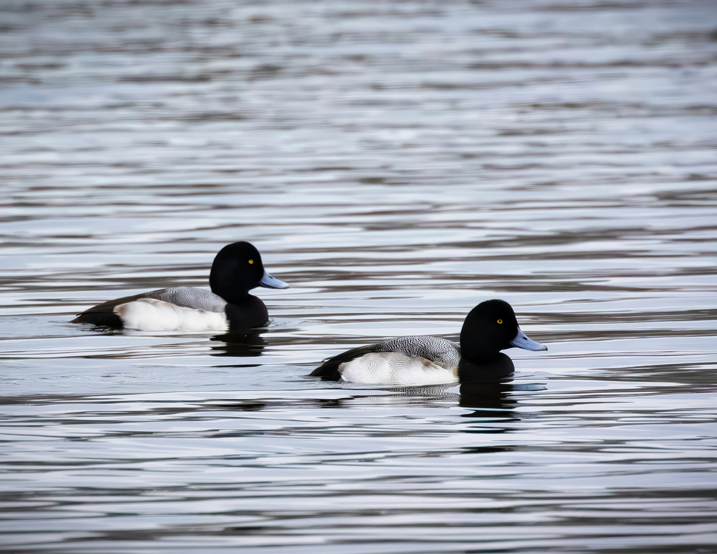 Pair of Blue Bill Drakes #3 -- HD Metal