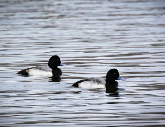 Pair of Blue Bill Drakes #3 -- HD Metal