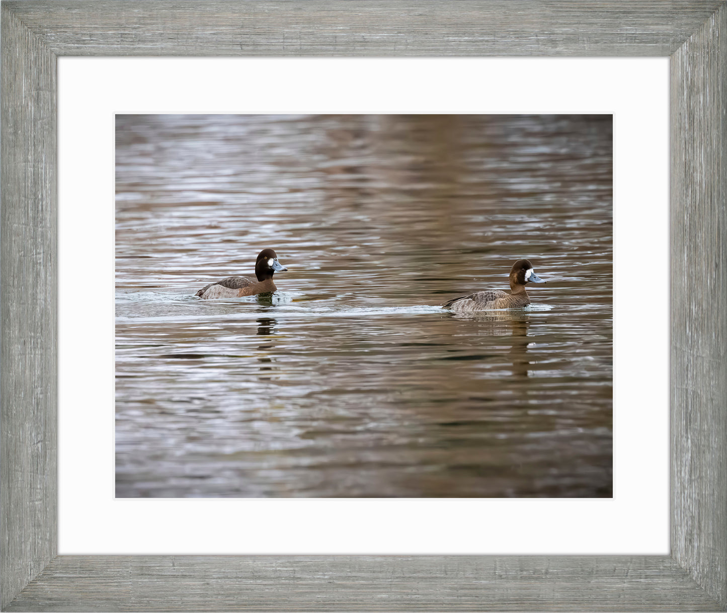 Pair of Blue Bill Hens