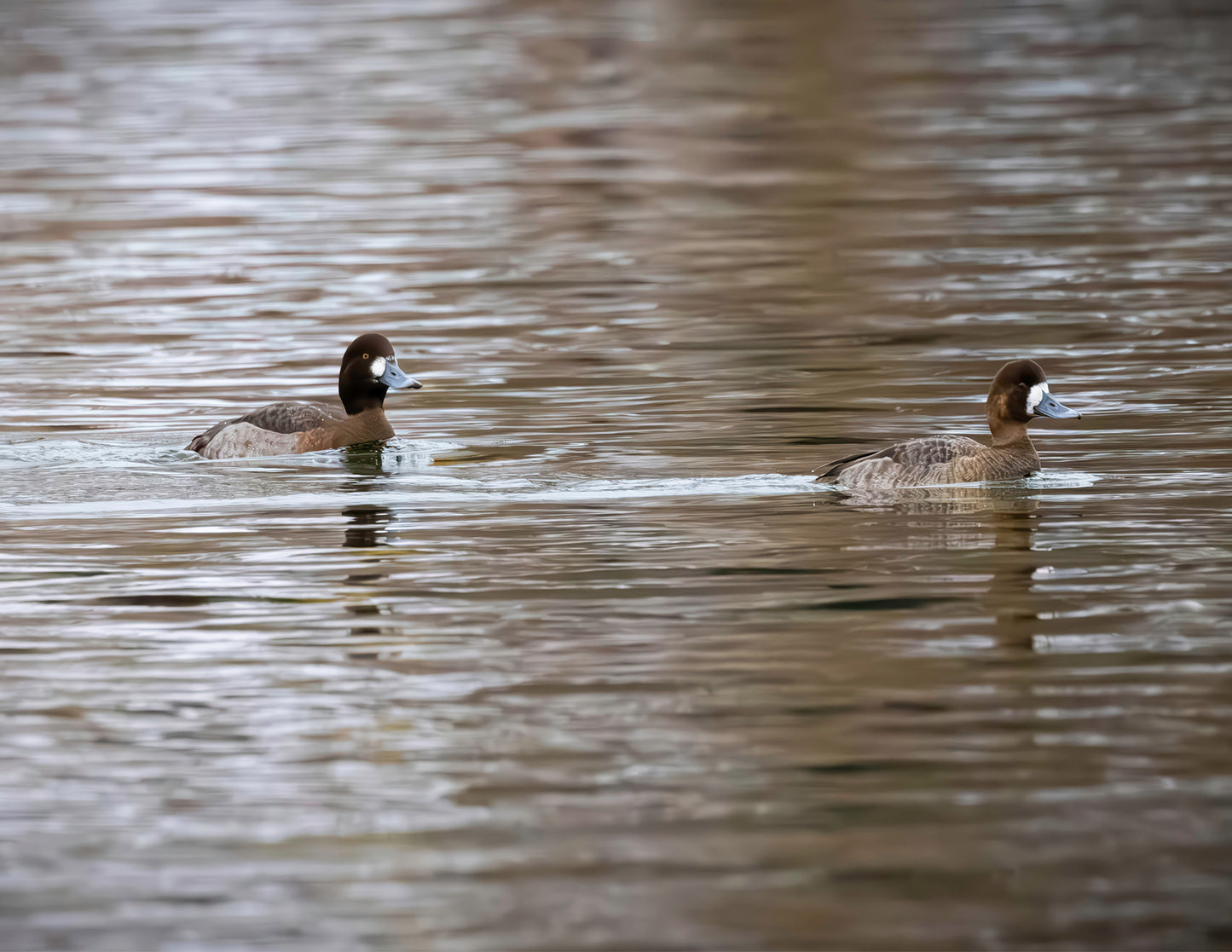 Pair of Blue Bill Hens -- HD Metal