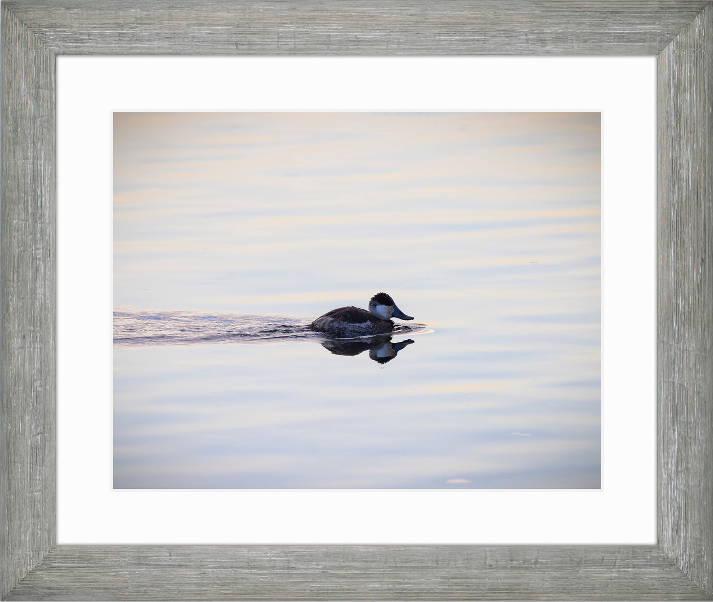 Ruddy Drake Reflection