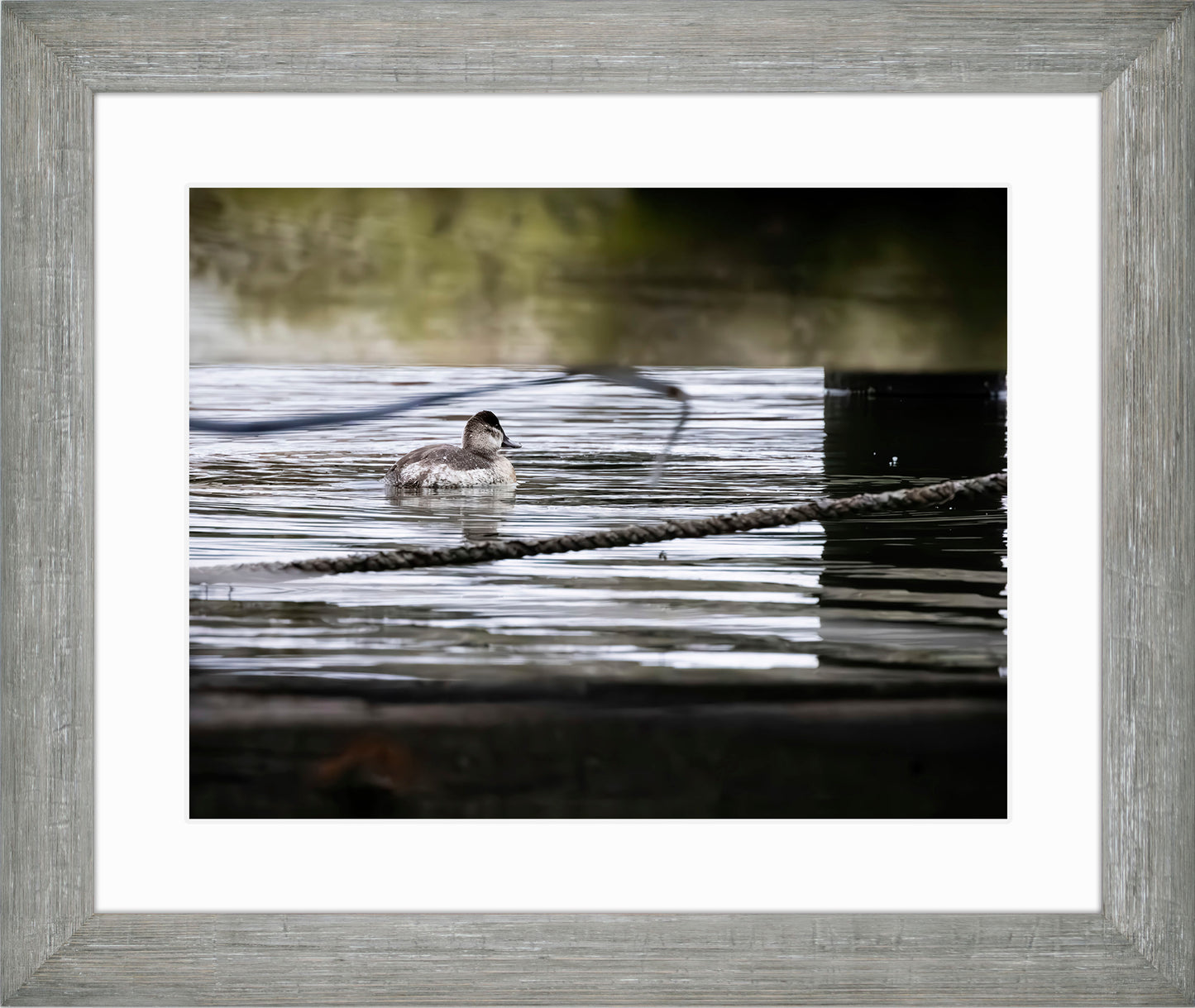 Ruddy Hen Under the Pier #1