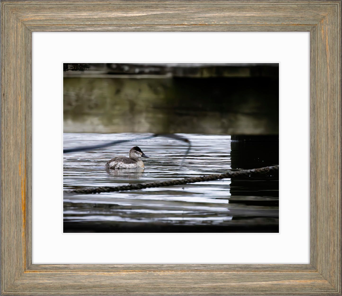 Ruddy Hen Under the Pier #2