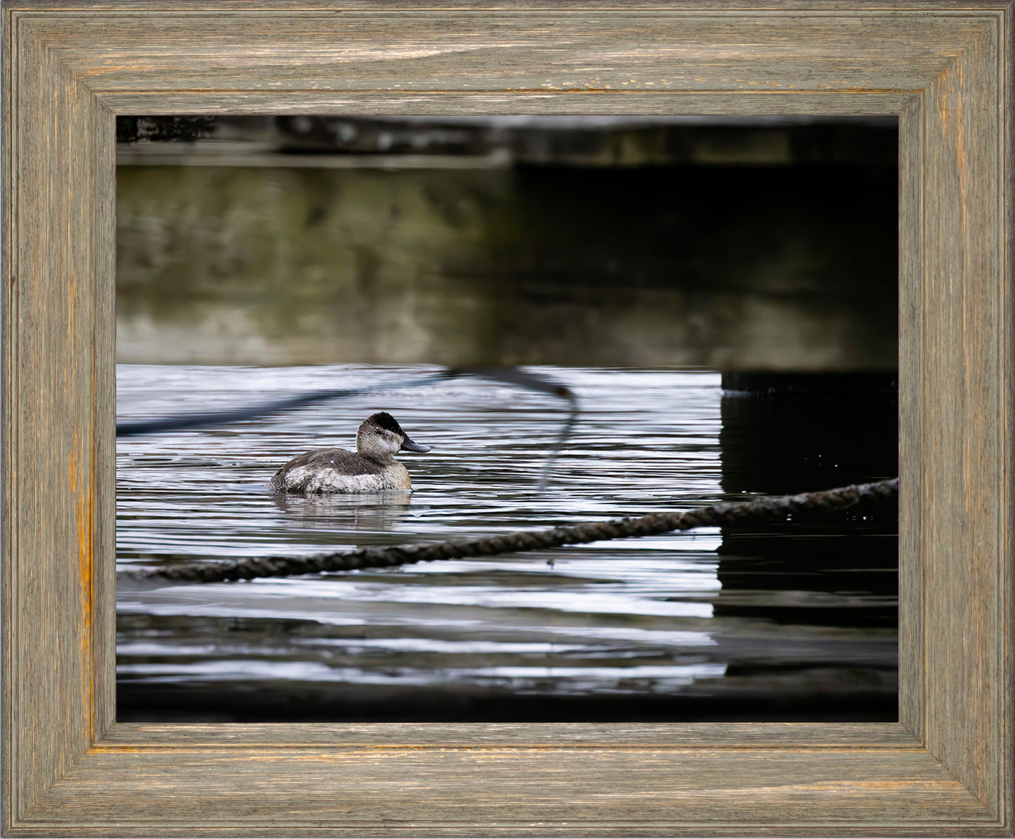 Ruddy Hen Under the Pier #2