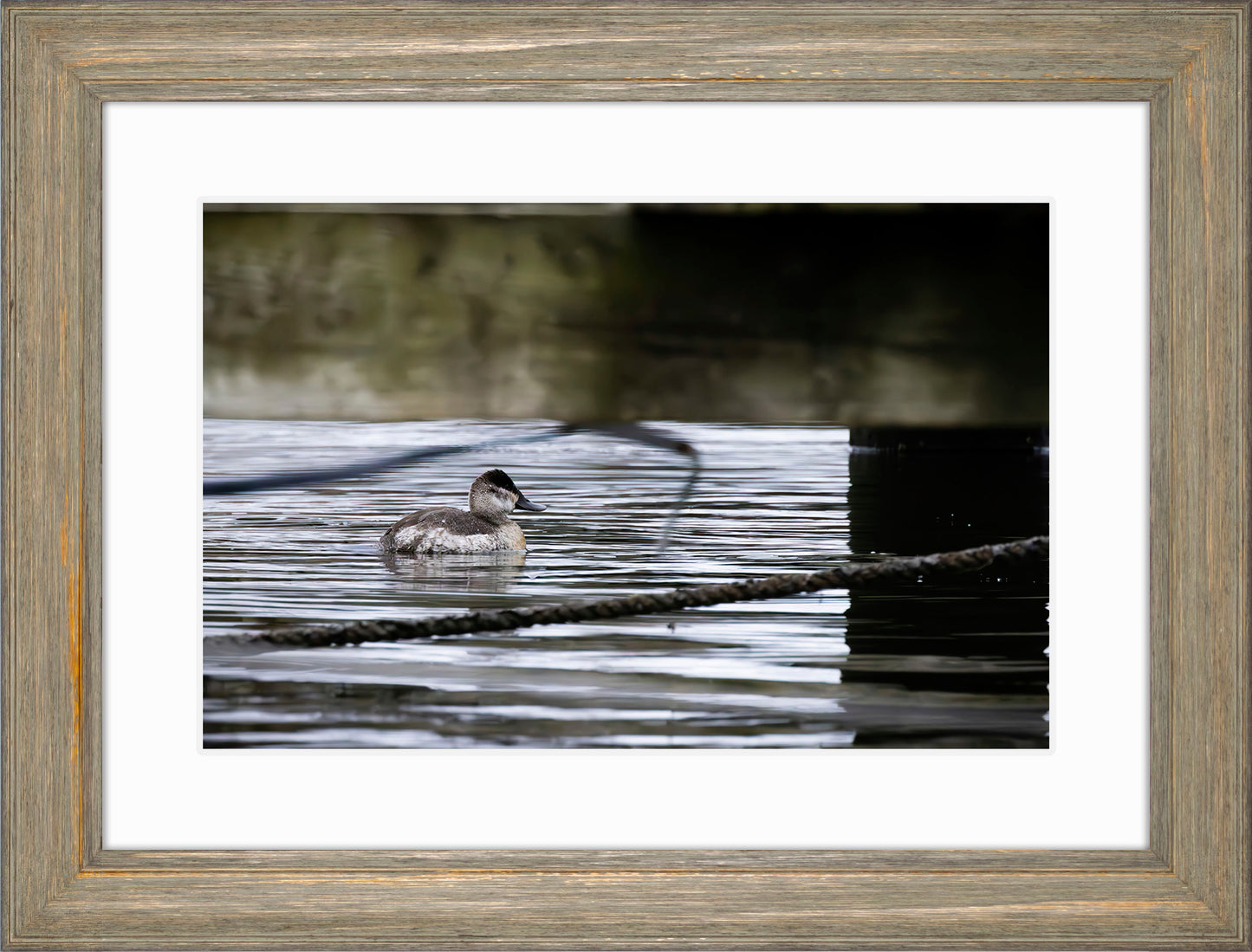 Ruddy Hen Under the Pier #2