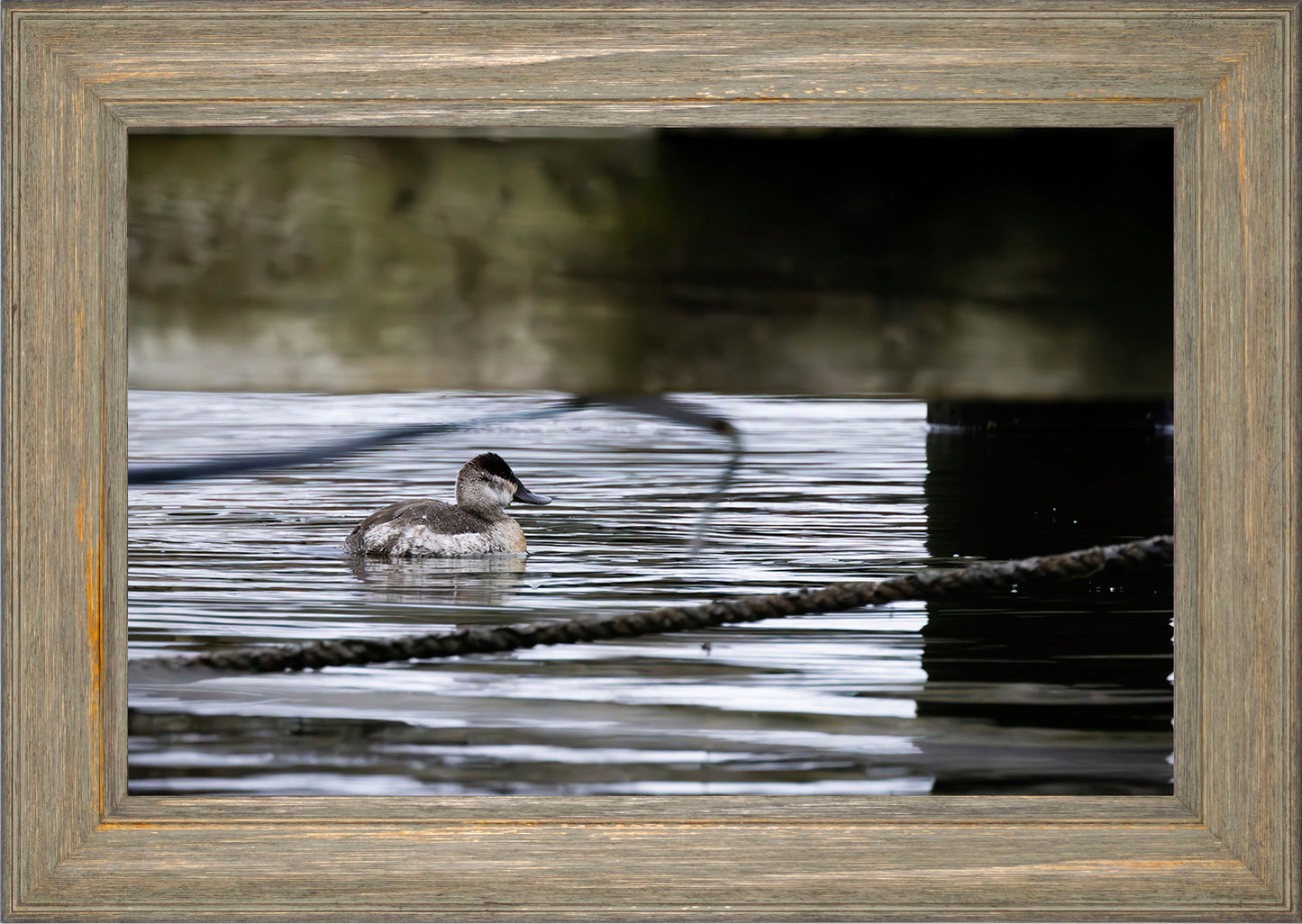 Ruddy Hen Under the Pier #2