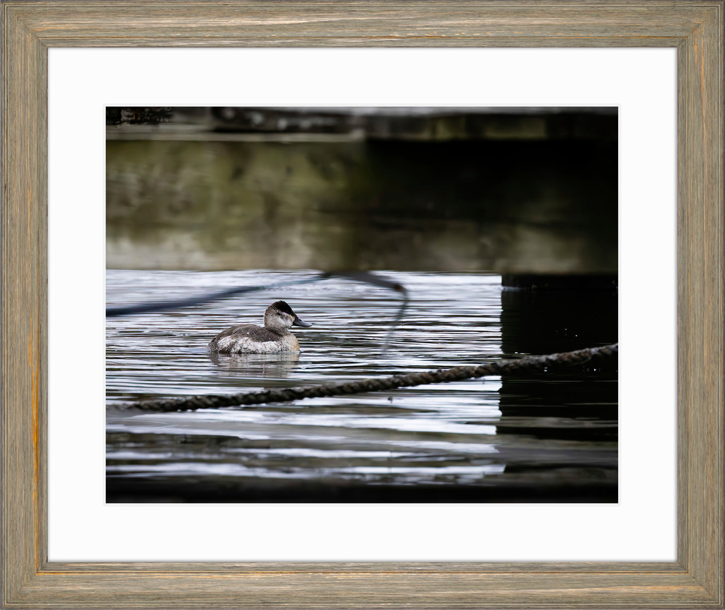 Ruddy Hen Under the Pier #2