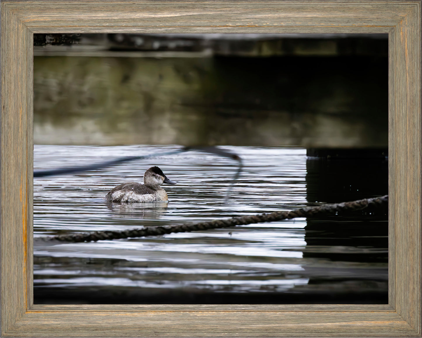 Ruddy Hen Under the Pier #2