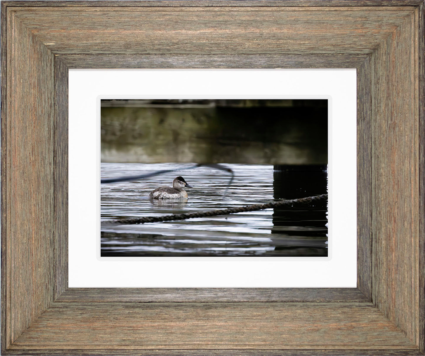 Ruddy Hen Under the Pier #2