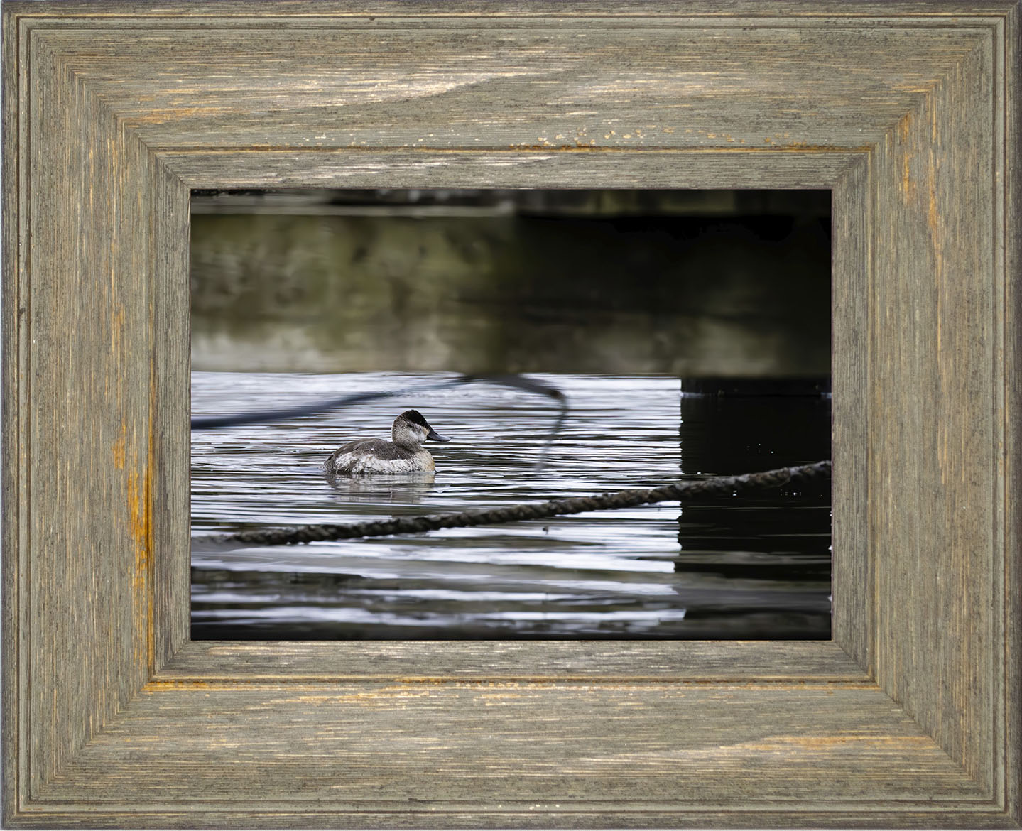 Ruddy Hen Under the Pier #2