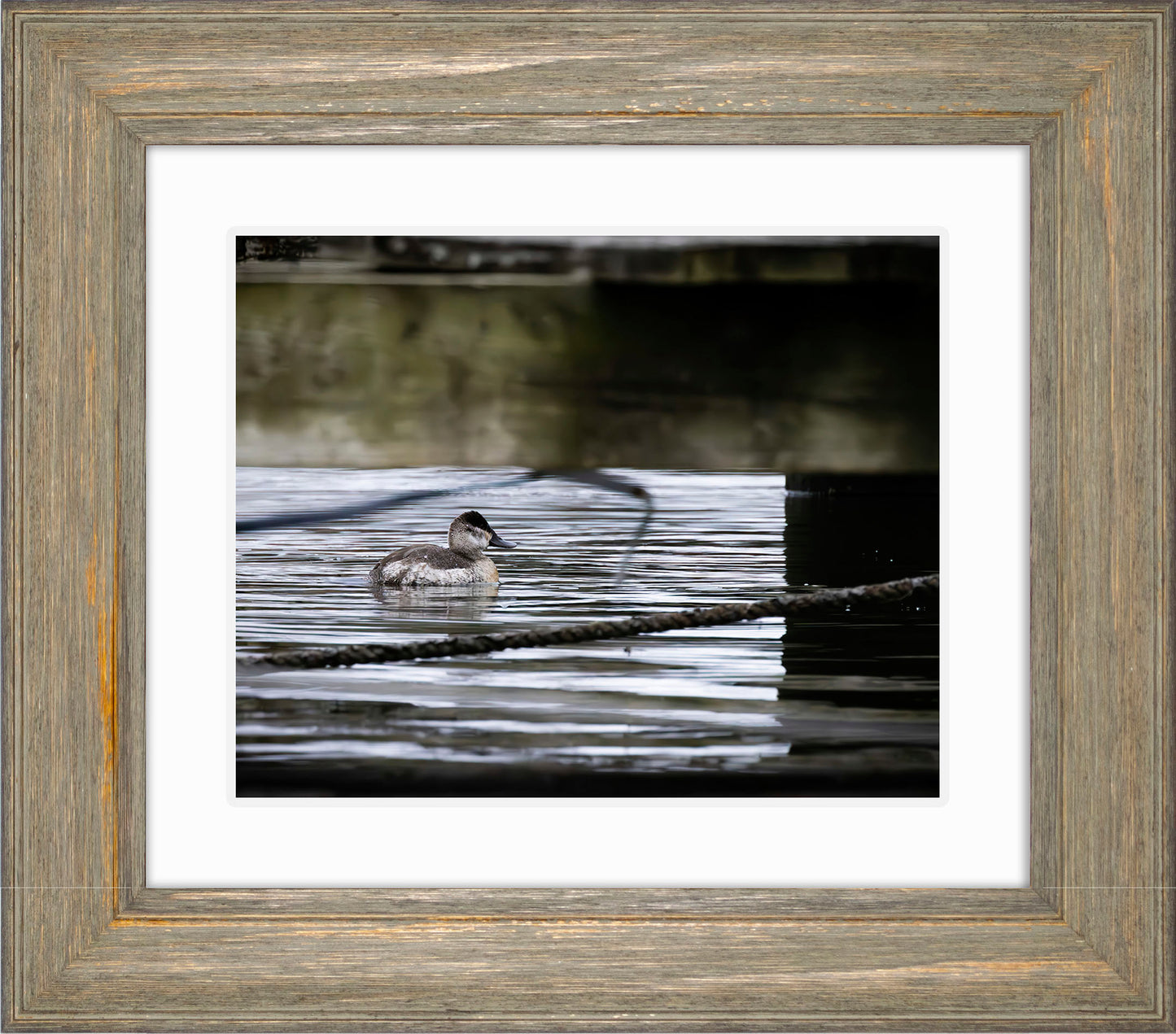 Ruddy Hen Under the Pier #2