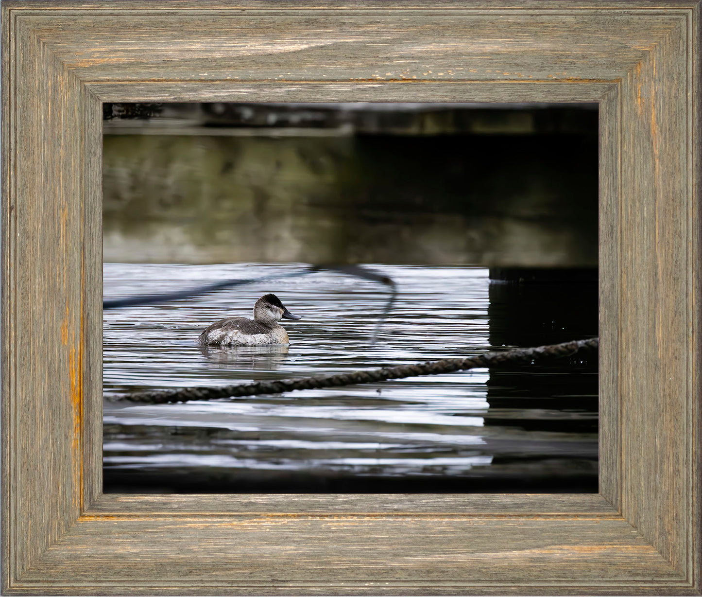 Ruddy Hen Under the Pier #2