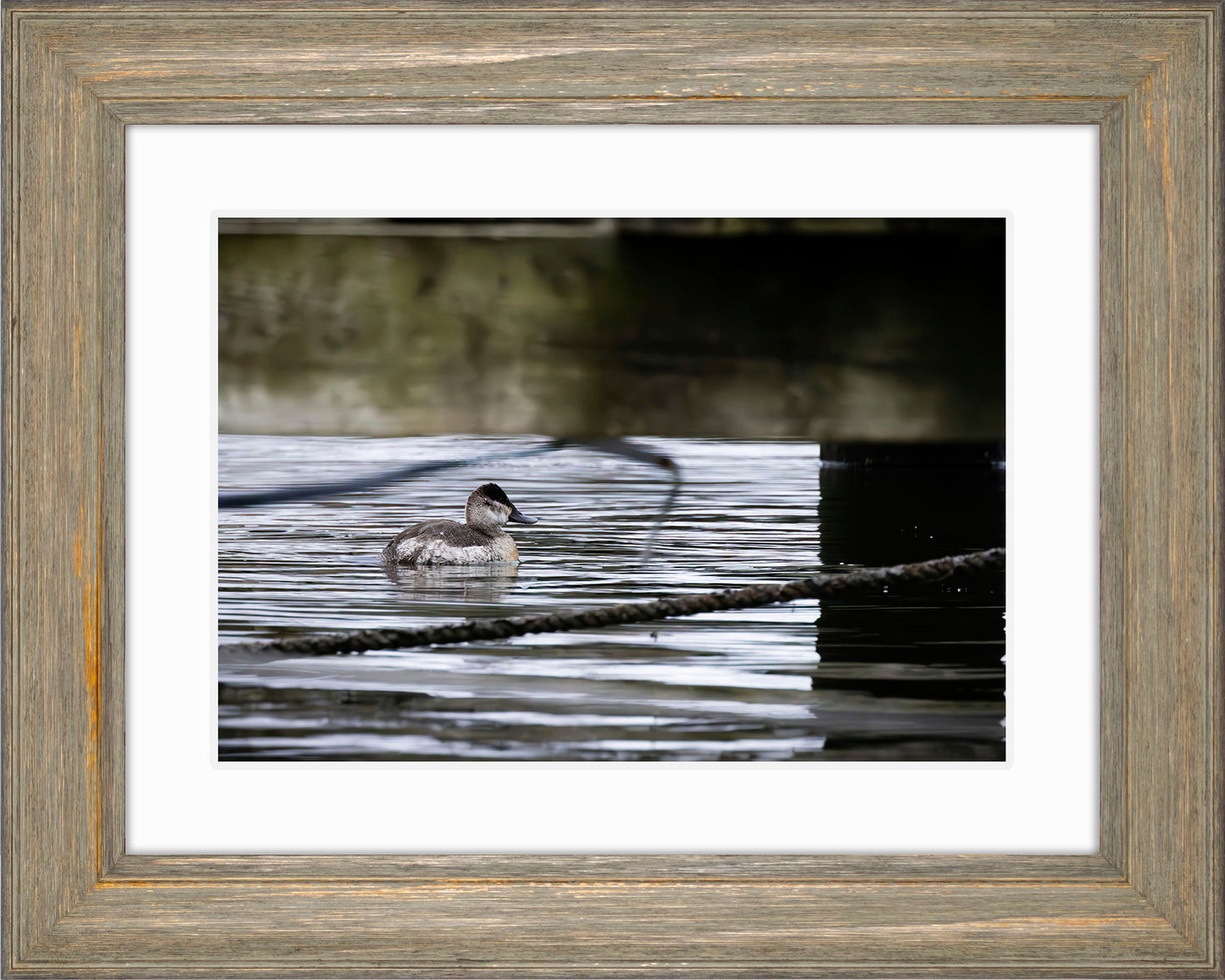 Ruddy Hen Under the Pier #2