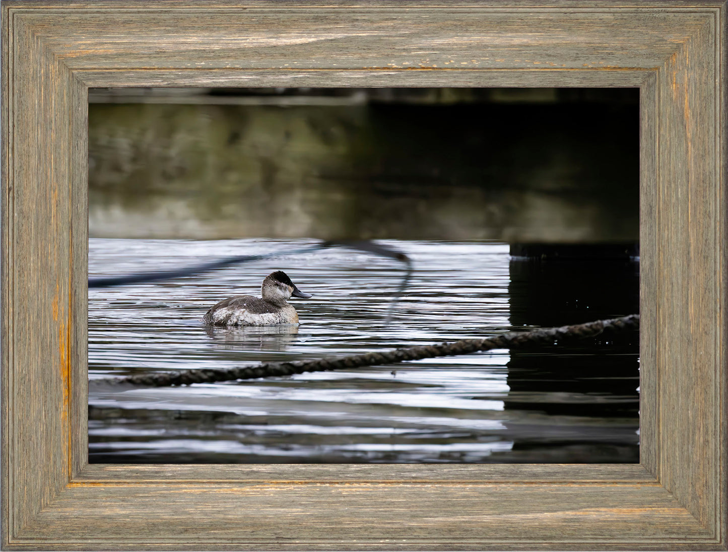 Ruddy Hen Under the Pier #2