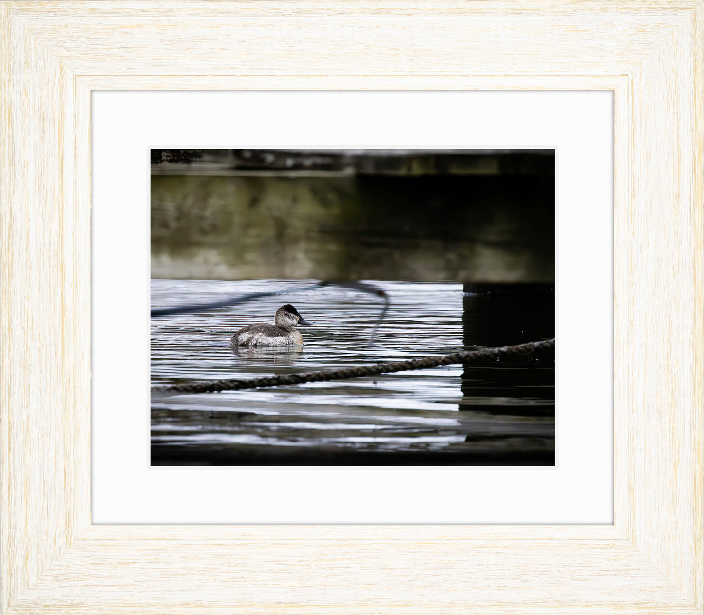 Ruddy Hen Under the Pier #2