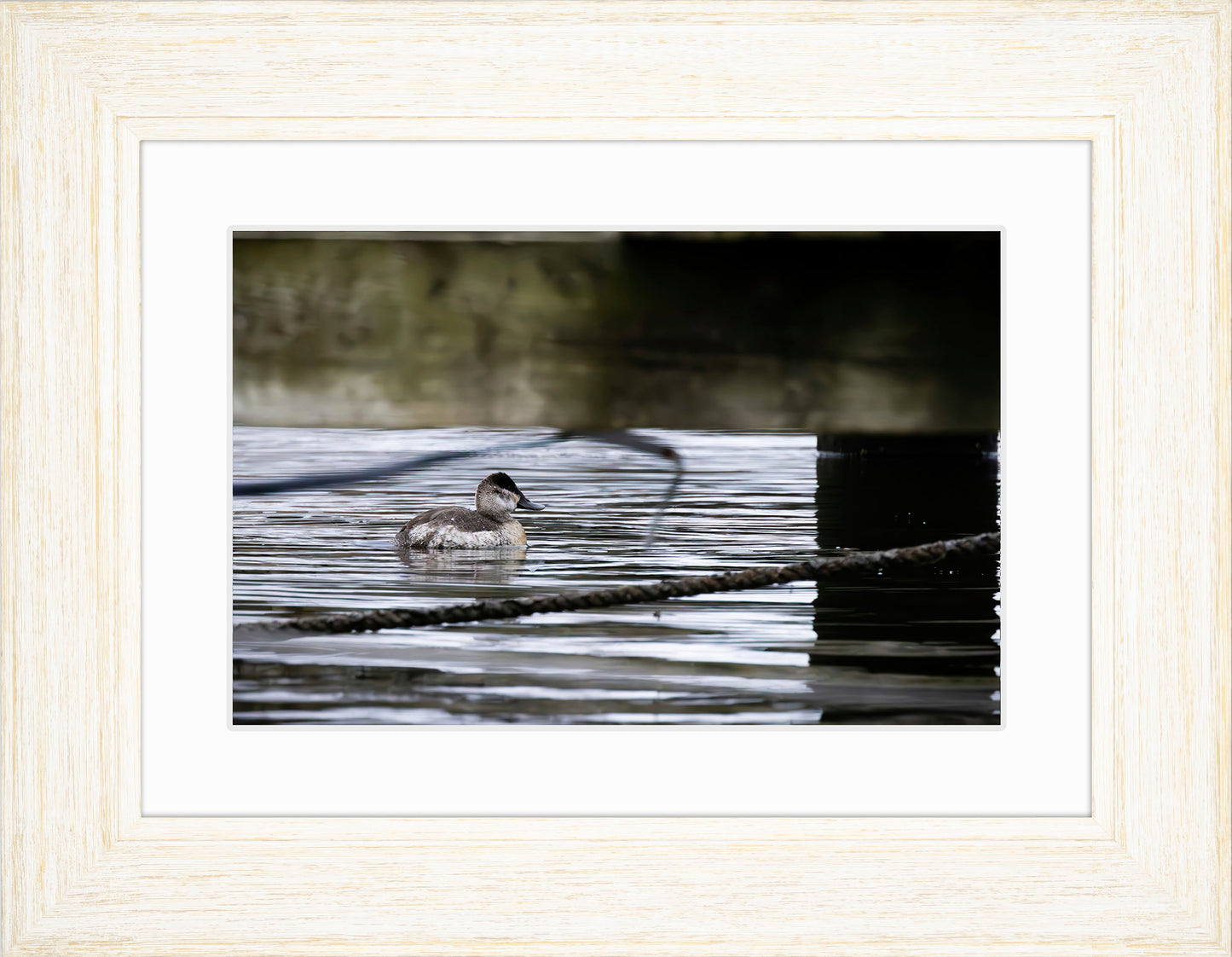 Ruddy Hen Under the Pier #2