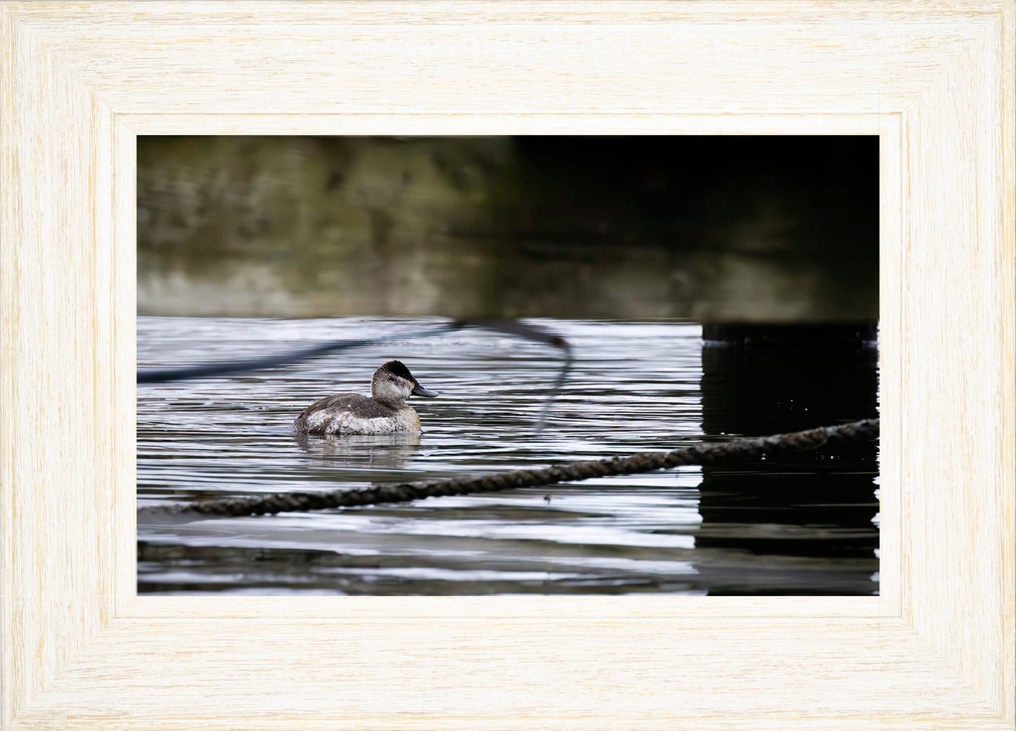 Ruddy Hen Under the Pier #2
