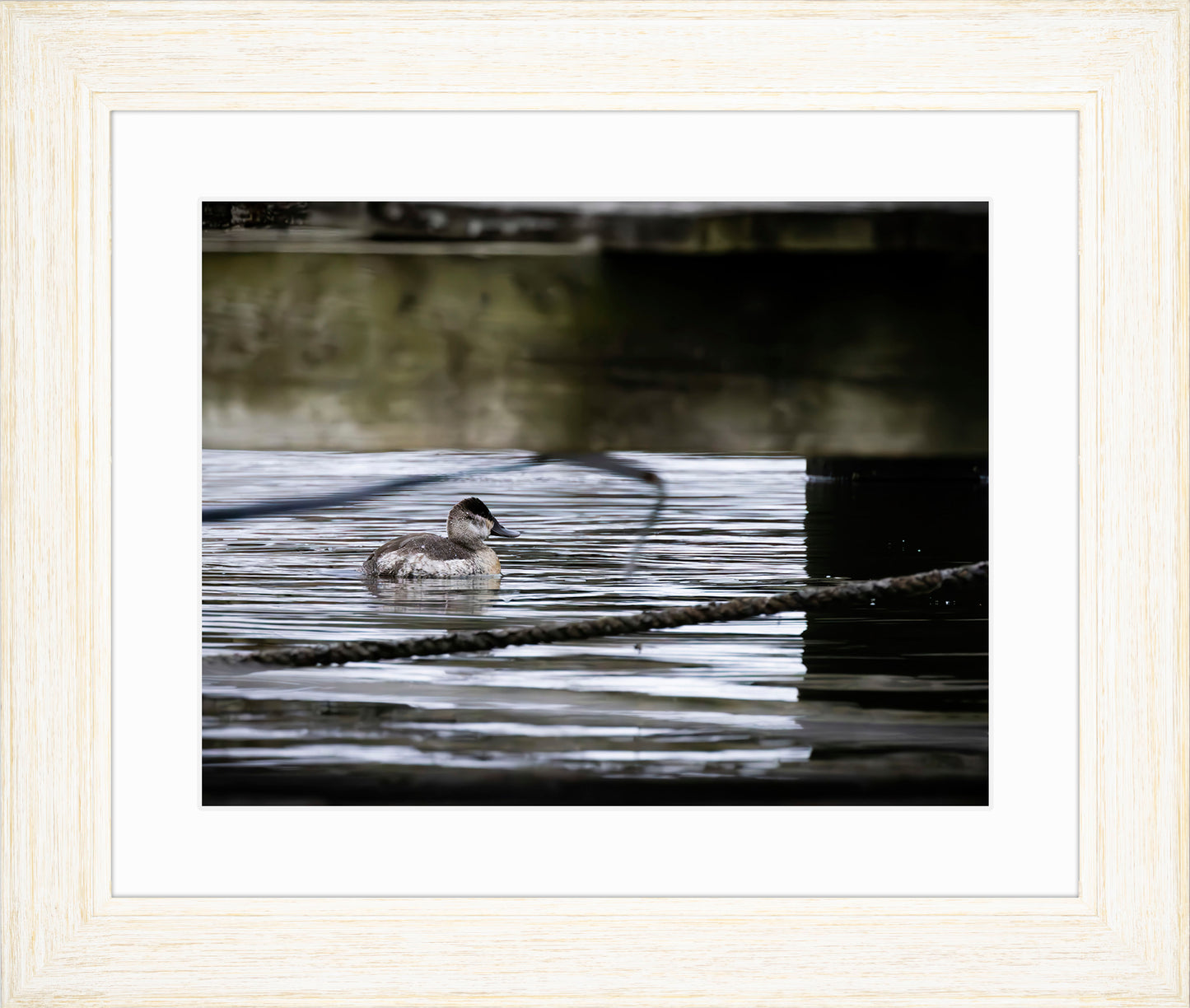 Ruddy Hen Under the Pier #2