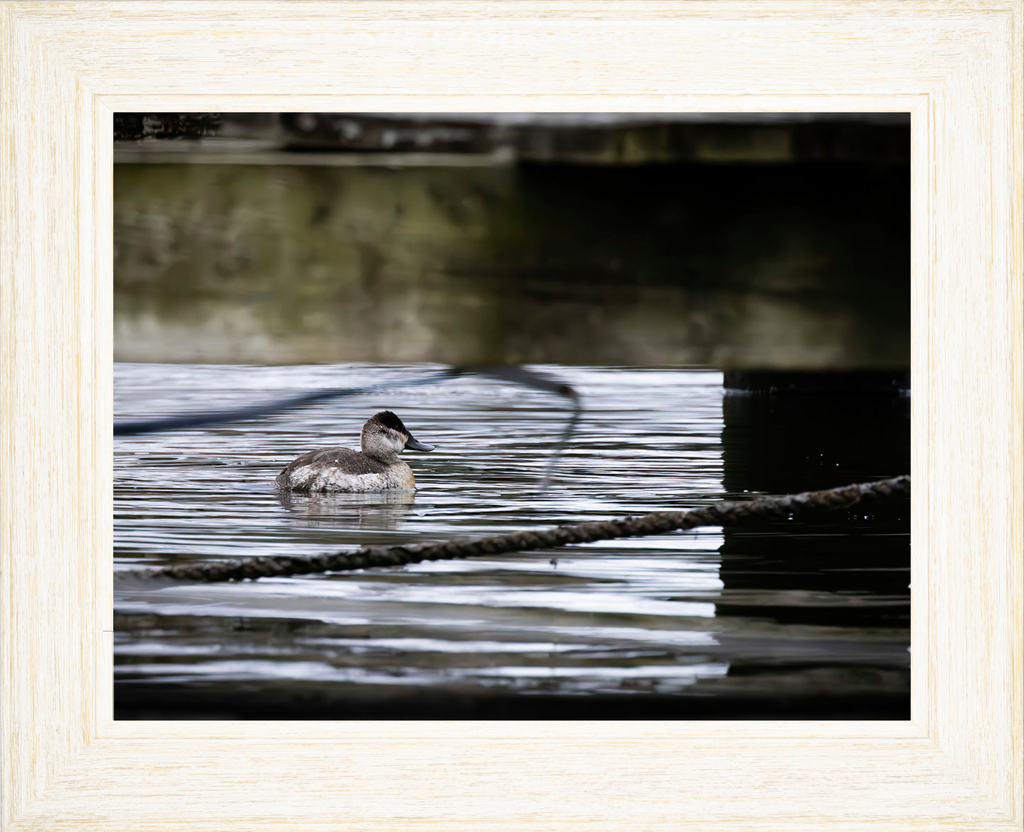 Ruddy Hen Under the Pier #2