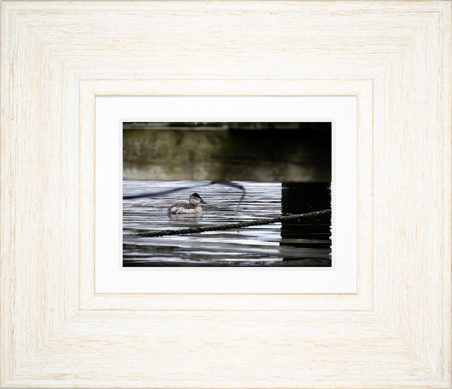 Ruddy Hen Under the Pier #2