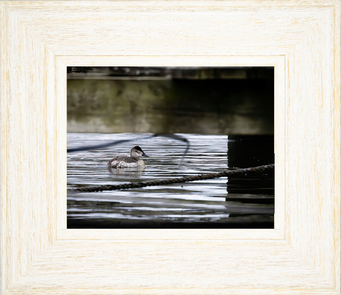 Ruddy Hen Under the Pier #2