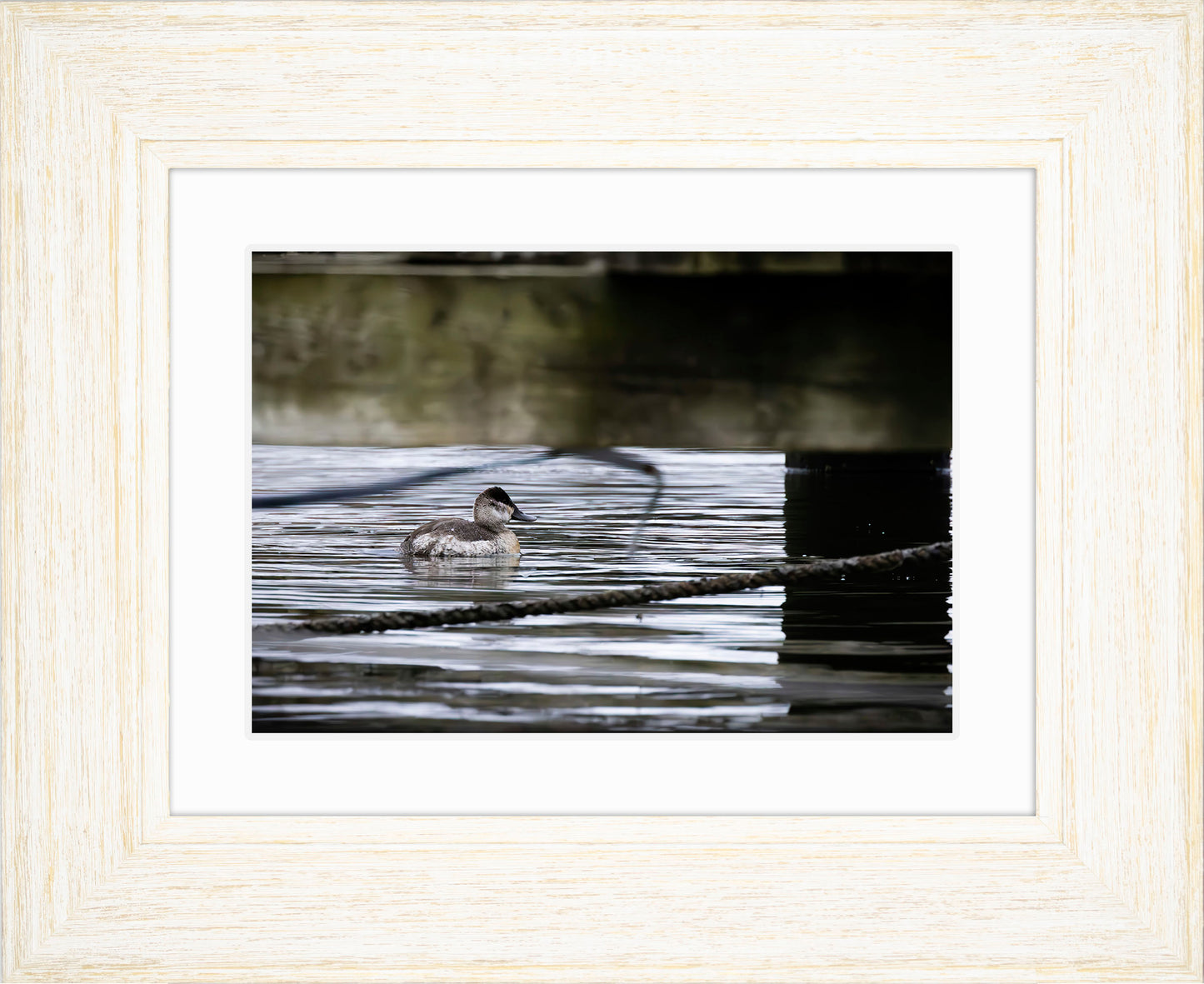 Ruddy Hen Under the Pier #2
