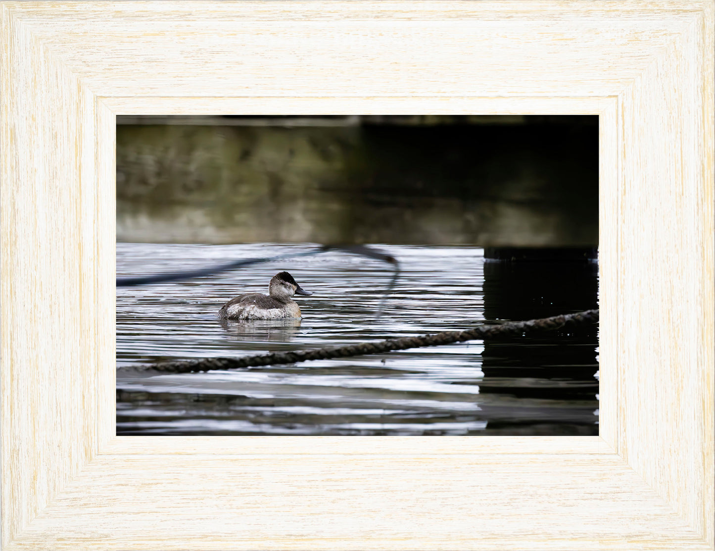Ruddy Hen Under the Pier #2