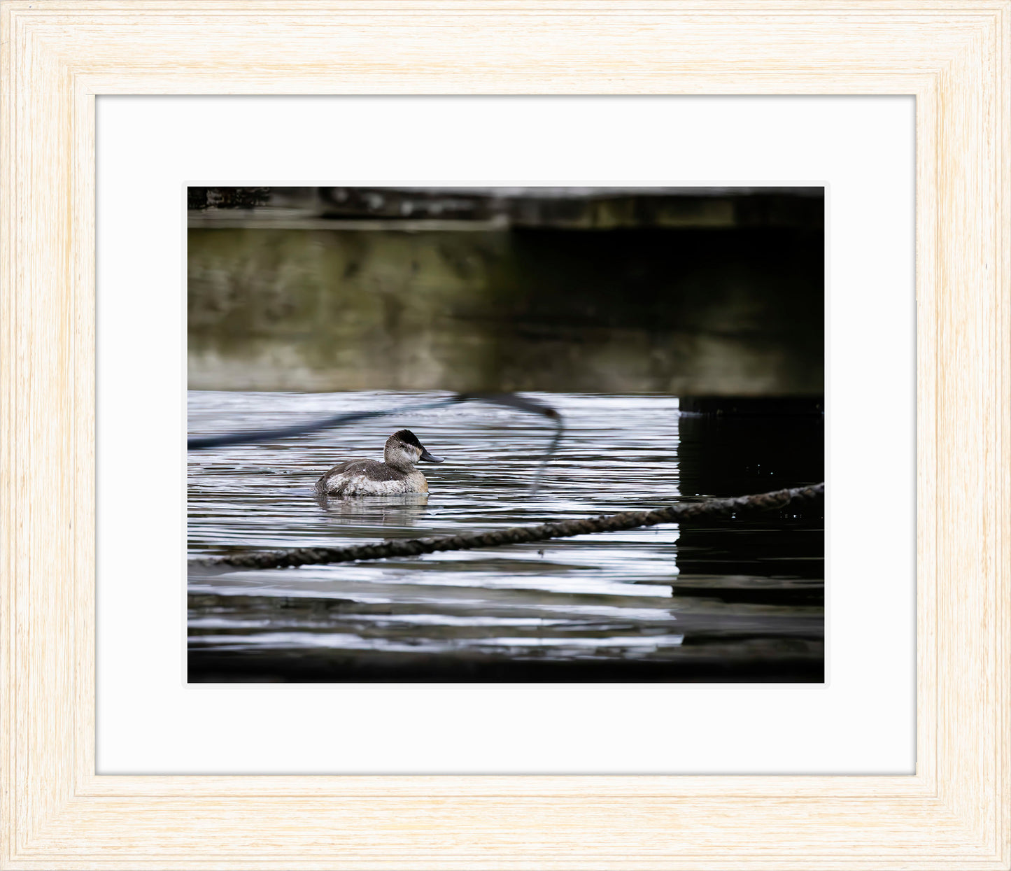 Ruddy Hen Under the Pier #2