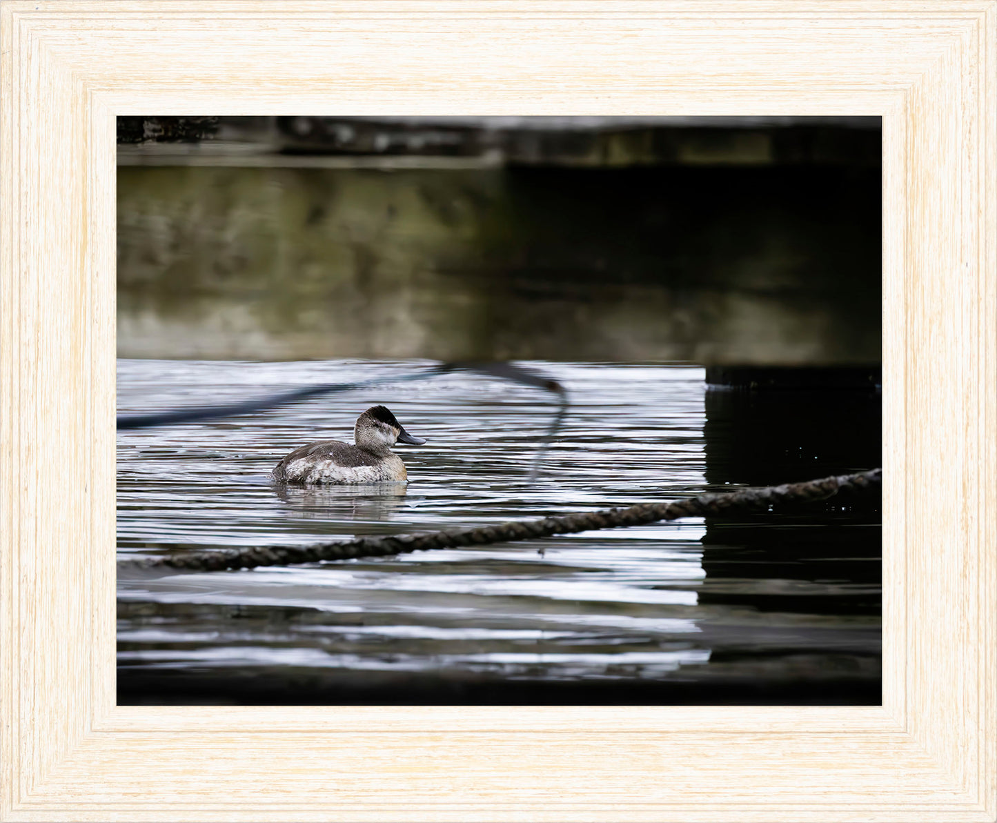 Ruddy Hen Under the Pier #2