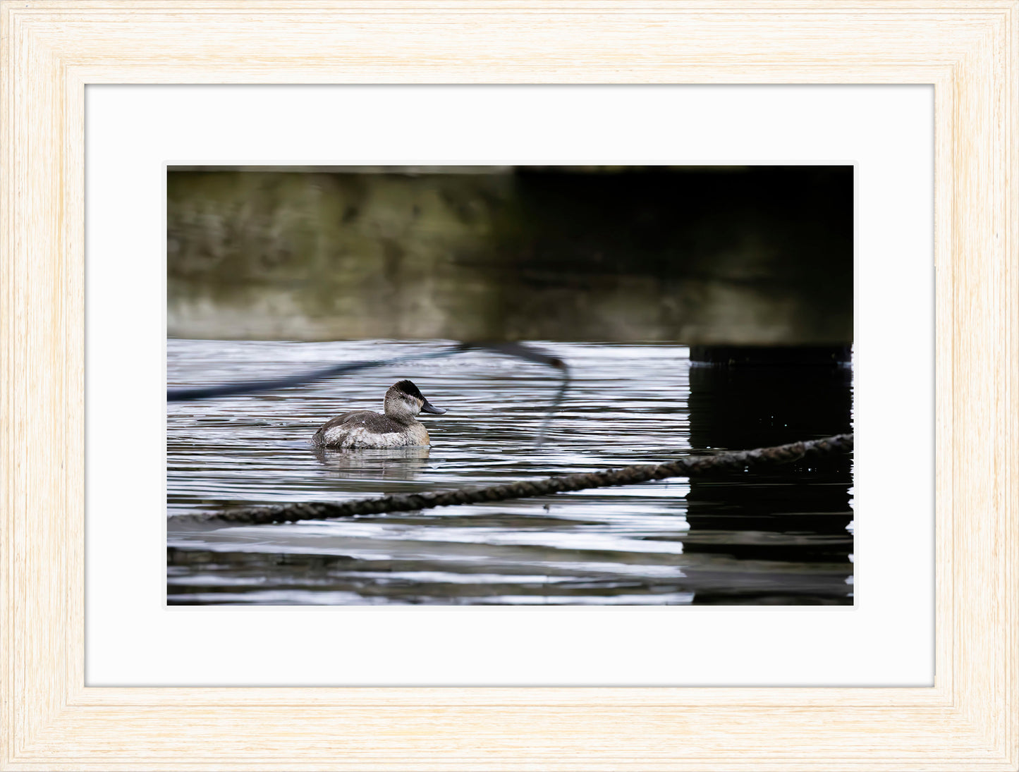 Ruddy Hen Under the Pier #2
