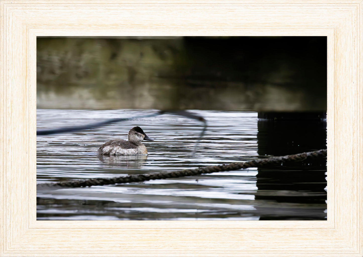 Ruddy Hen Under the Pier #2