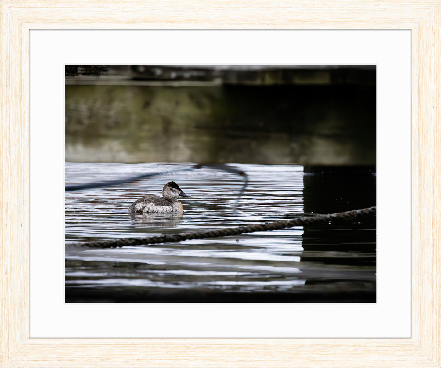 Ruddy Hen Under the Pier #2